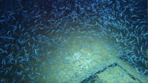 Sprats