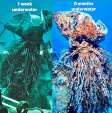 Underwater Captain benthic growth- 6 month mark