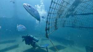 Fish at the Willy T