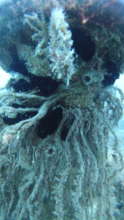 Tubes and growth forming on Captain