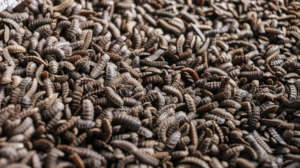 Black soldier fly larvae