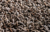 Improving Food Waste Treatment in Bali