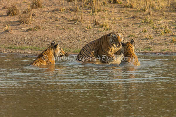 Water for Bandhavgarh's Tiger Protectors