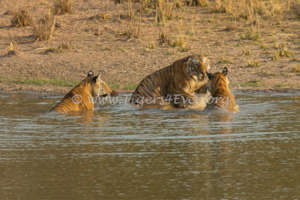 Water for Bandhavgarh's Tiger Protectors