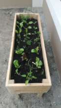 survival veggies growing box