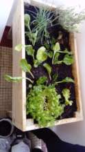 survival veggies growing box