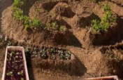 Survival gardens for Zim's COVID-19 fight