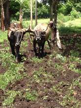 A farmer with an Ox-Plow