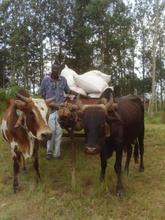 Wilson with his cattle cart