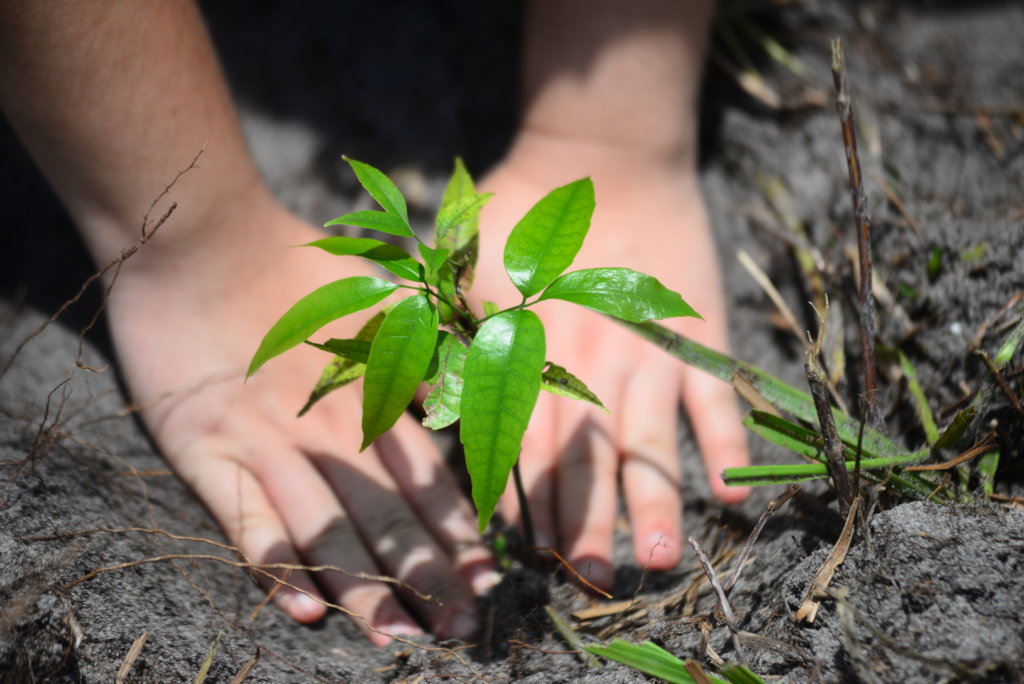 Plant Trees to Save Biomes & Communities in Brazil