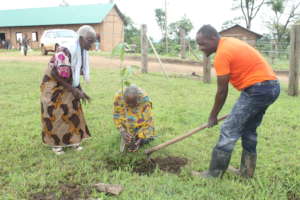 Planting a Fruit Tree