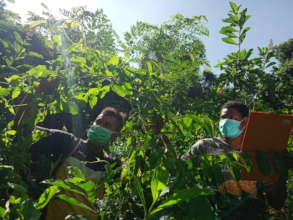 Bateq men surveying the extent of weeds overgrowth