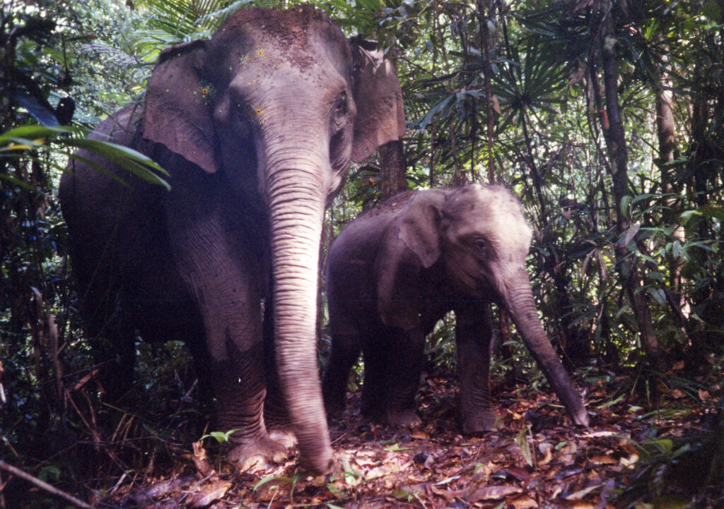 Elephants in the wildlife corridor.