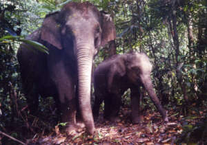 Elephants in the wildlife corridor.