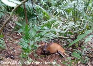 Kijang that was found in a snare