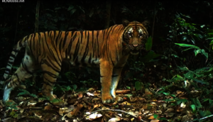 Majestic Malayan tiger