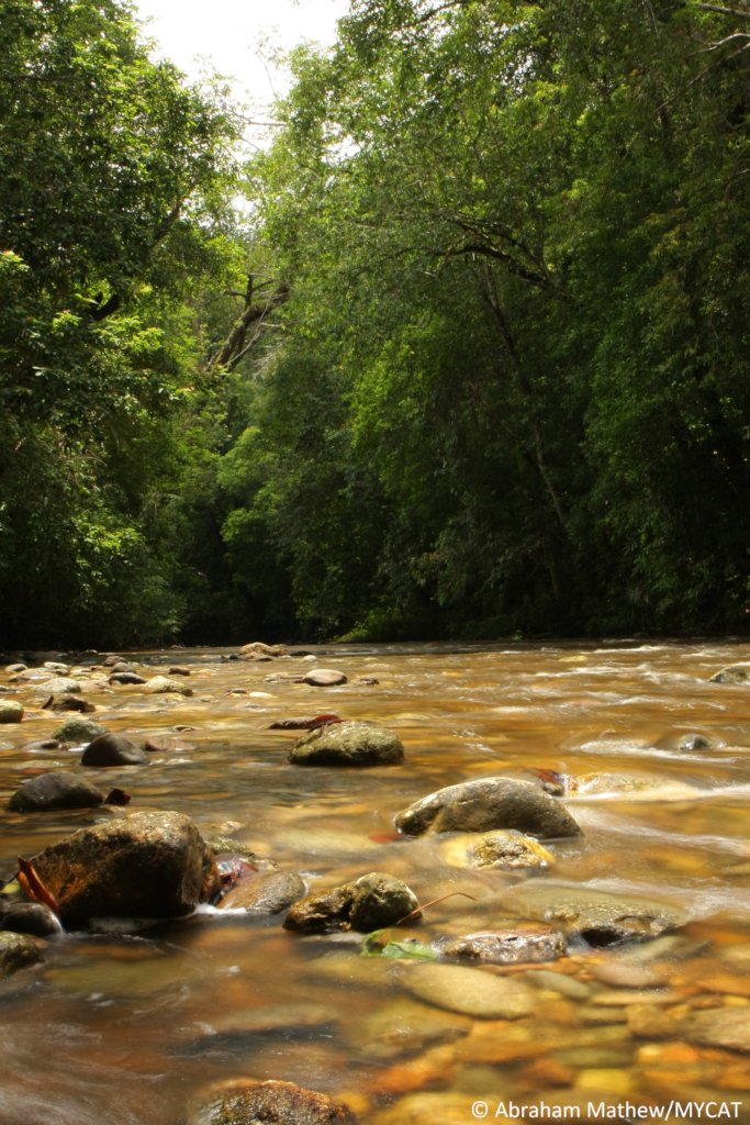 Riparian forest