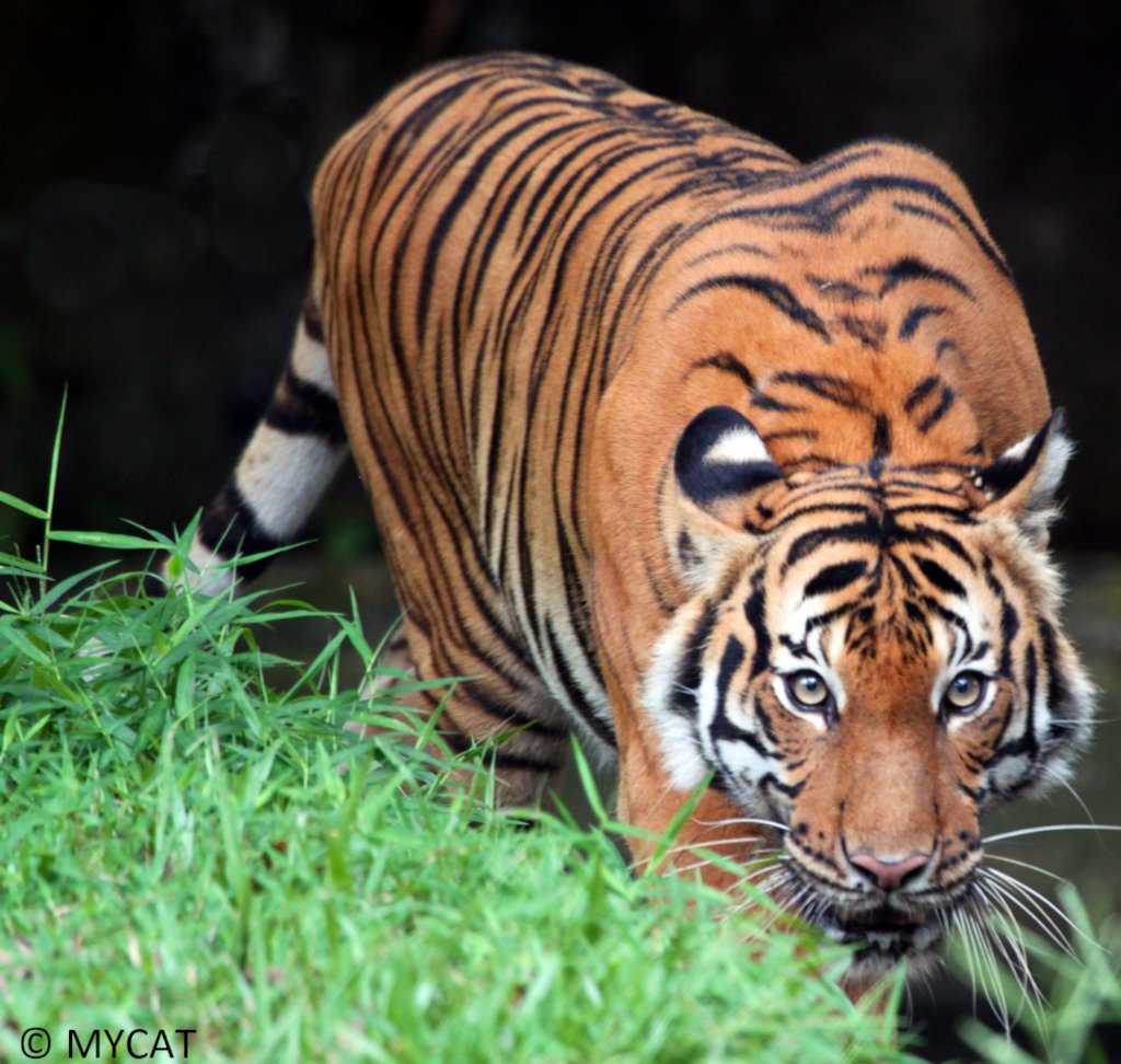 Malayan tiger