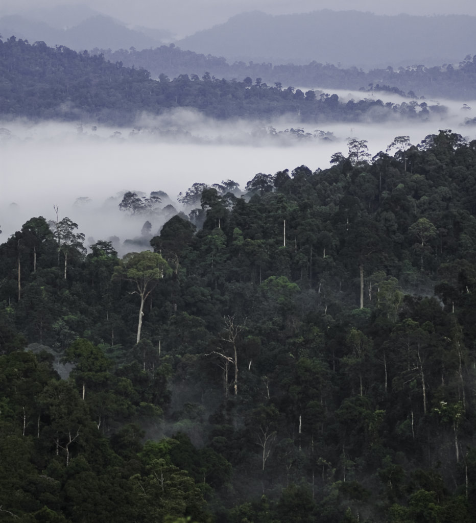 Pristine rainforest