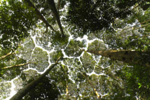 Mature stand of Dipterocarp forest