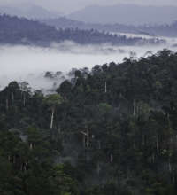 Pristine rainforest