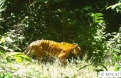 Protect the Malayan Tiger and restore its habitat