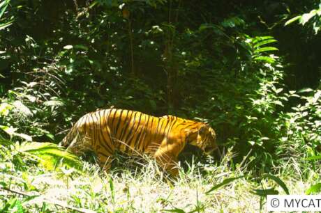 Protect the Malayan Tiger and restore its habitat