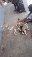 Stray street puppies