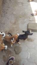 Stray street puppies