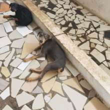 Rescued dogs taken in for veterinary care.