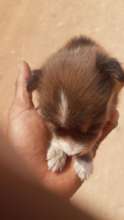 Rescued puppy.