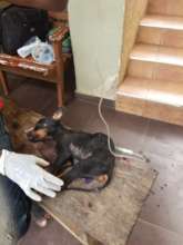 Rescued emaciated puppy.