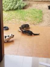 Stray cats being fed.