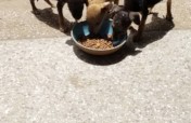 Rescue project for 900 dogs & cats in Accra.