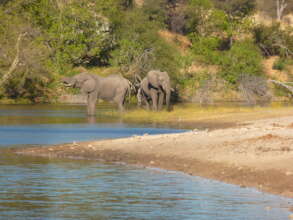 Elephants on the river