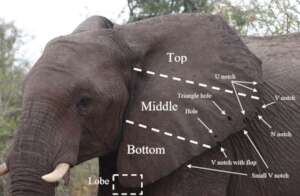 How elephants are identified using ear marks