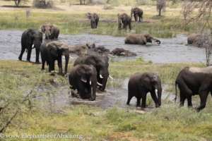 Bulls in the Boteti River