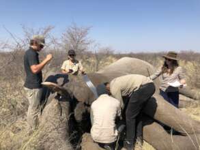 Collaring male elephant