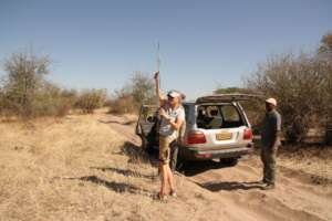 Tracking elephant movements using telemetry.