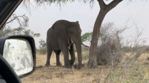 A collared bull elephant of the Makgadikgadi