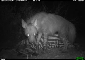 Brown hyena visiting a camera trap