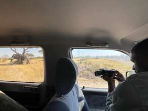 Recording elephant behaviour.