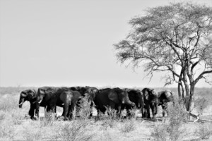 A group of male elephants resting under a tree