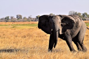 Nervous response of a young elephant