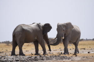 Elephant greeting