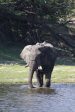 Collared male drinking by our research camp