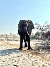 A bull elephant using an elephant highway
