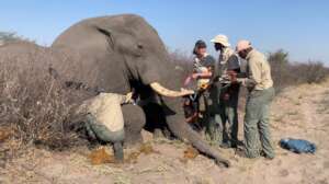 Successful elephant collaring in 2022.