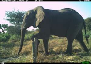 Image of an elephant stepping over a fence