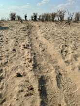 Fresh tracks help us decide where to place cameras